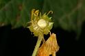 Misumena_vatia_D4934_Z_90_Les Gris_Frankrijk